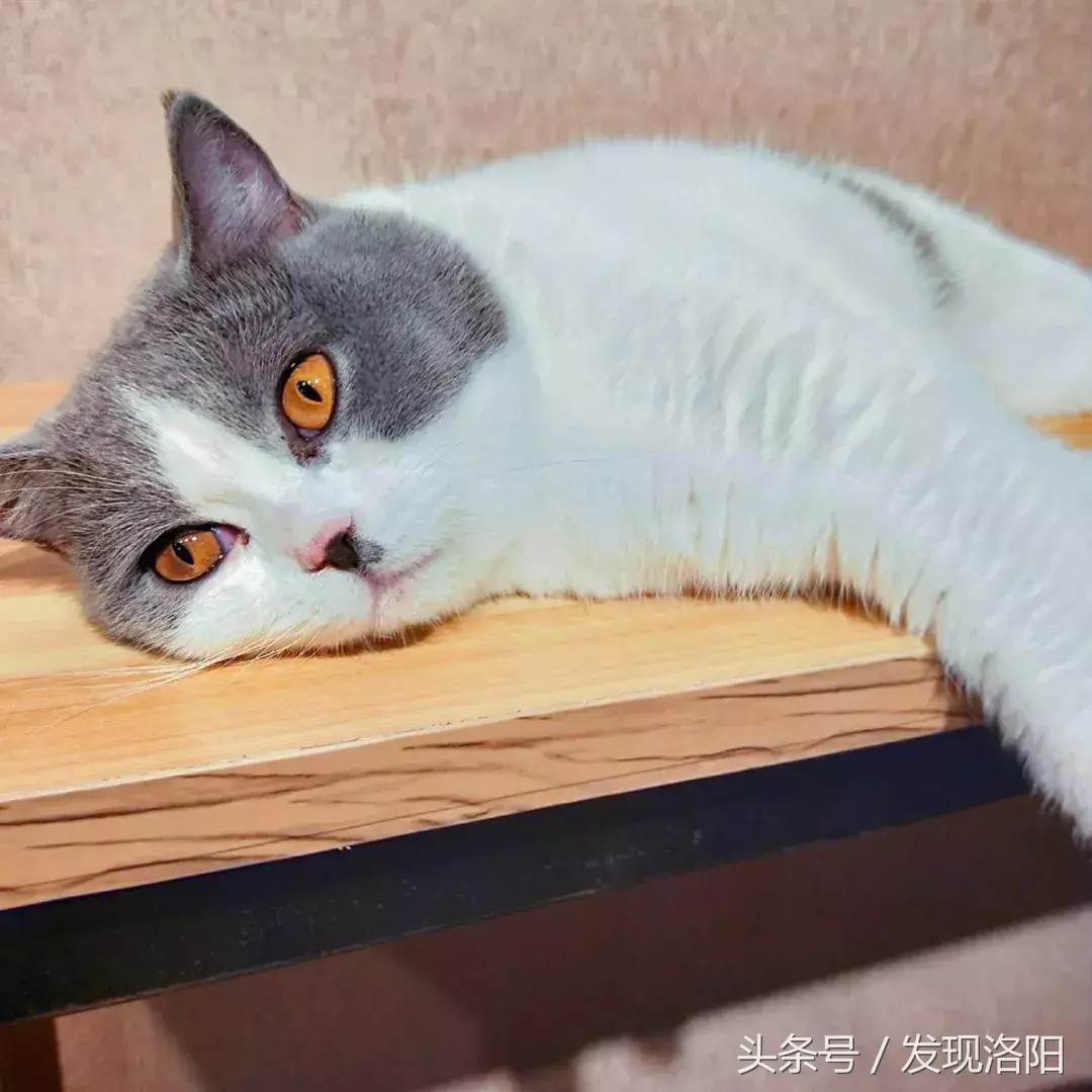 猫咖啡的猫_洛阳的猫咖_洛阳有猫咪咖啡厅