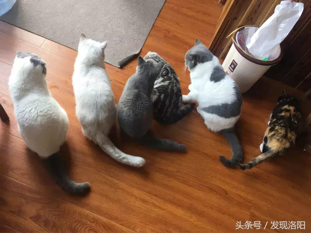 洛阳有猫咪咖啡厅_猫咖啡的猫_洛阳的猫咖